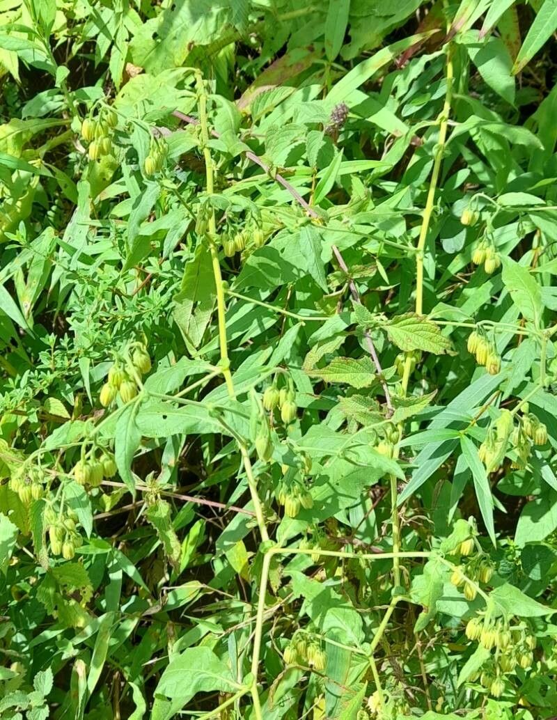 Trixis grisebachii habit