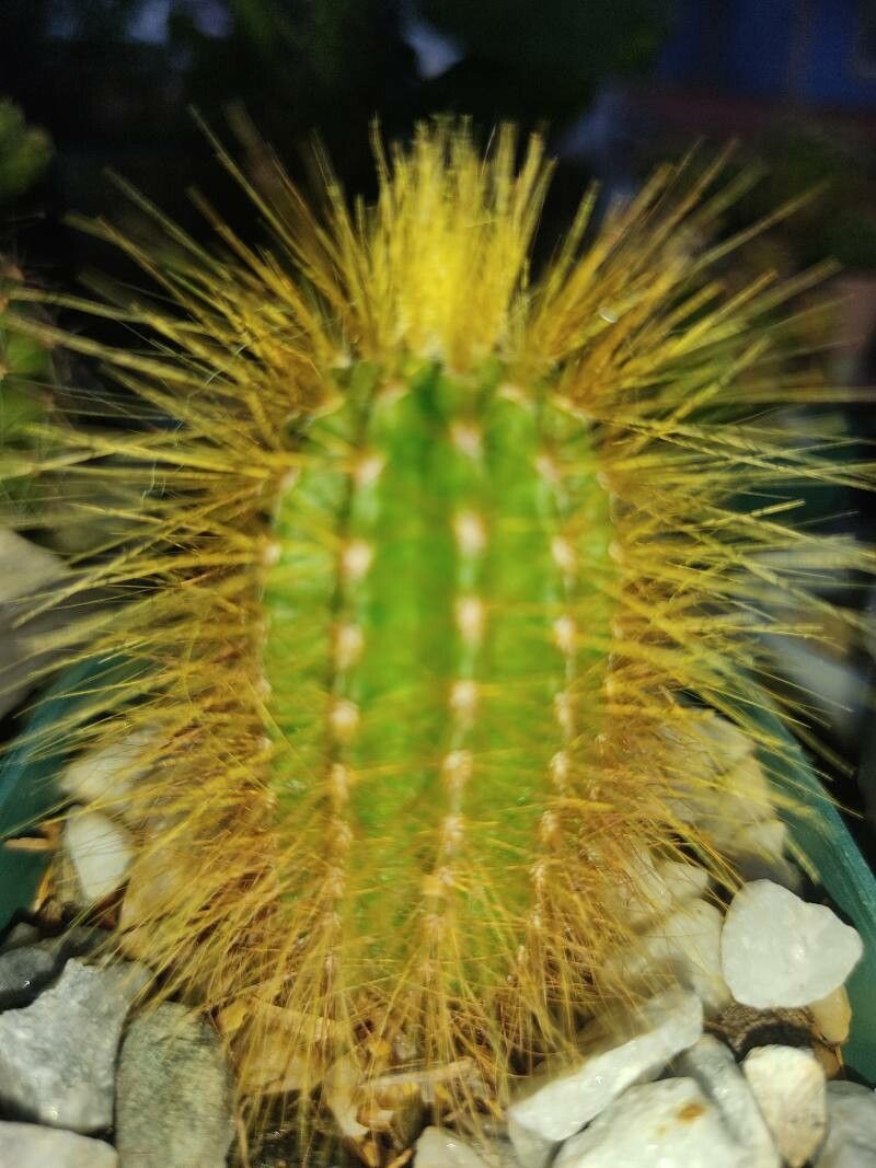 Pilosocereus tillianus — search result for 'Pilosocereus'