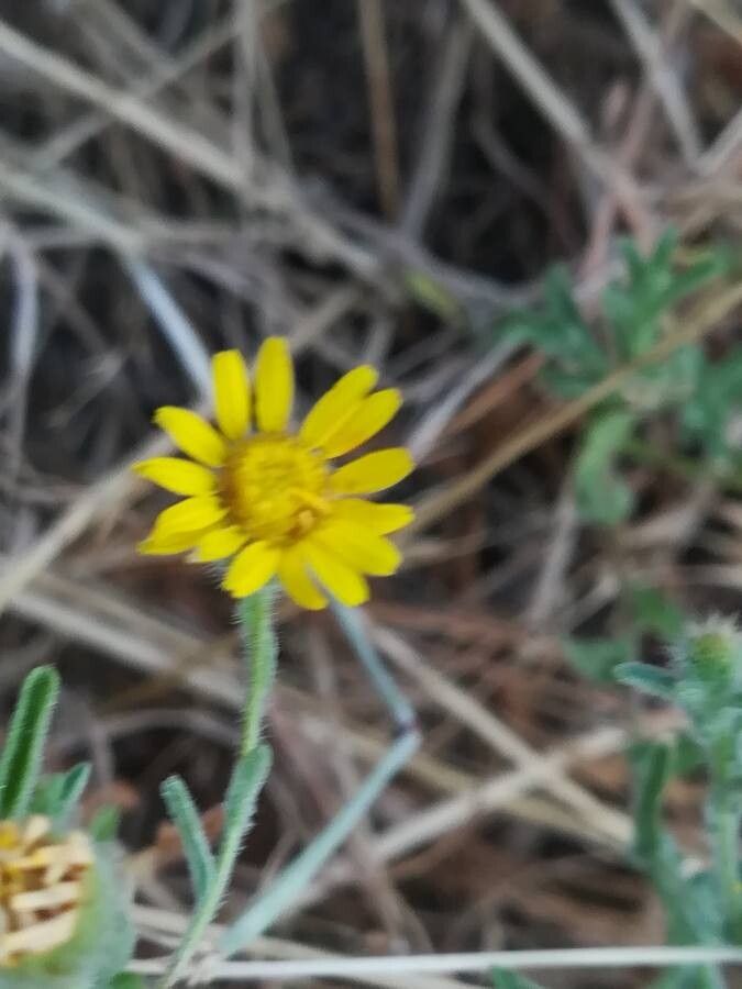 Pulicaria paludosa flower