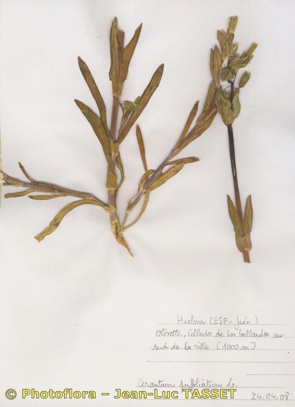 Cerastium perfoliatum habit