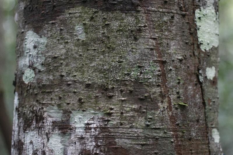 Ocotea ceanothifolia — houseplant care guide