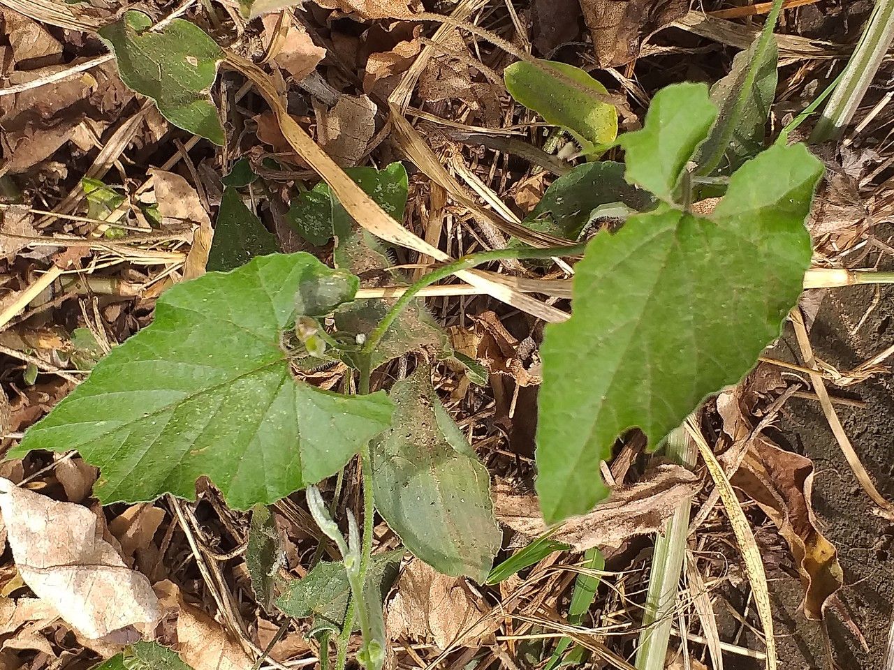 Convolvulus farinosus bark