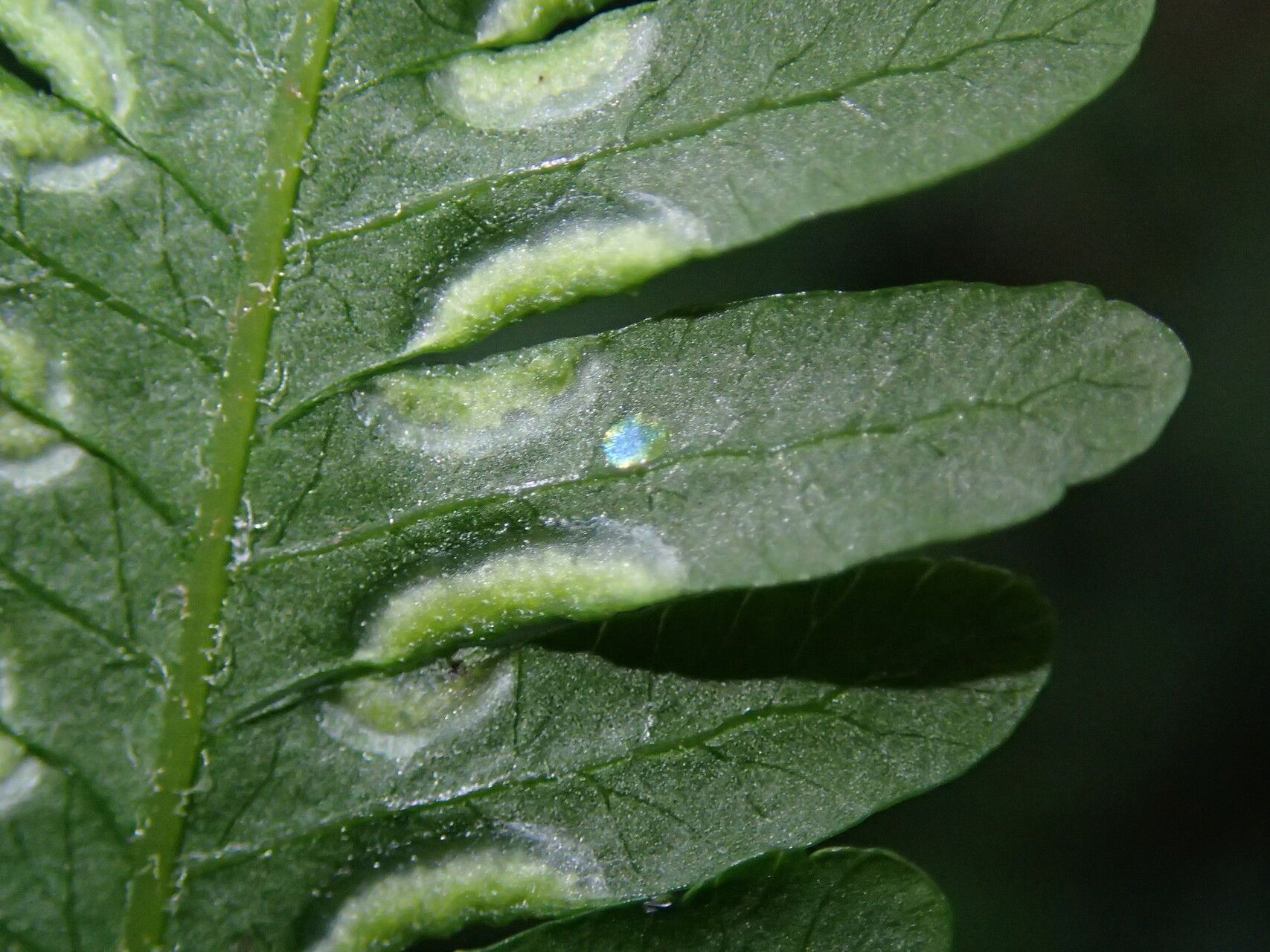 Pteris pteridioides — search result for 'Pteris'