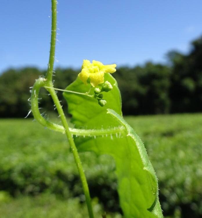 Melothria cucumis flower