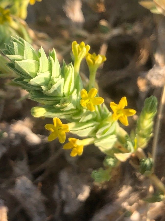 Crucianella maritima flower