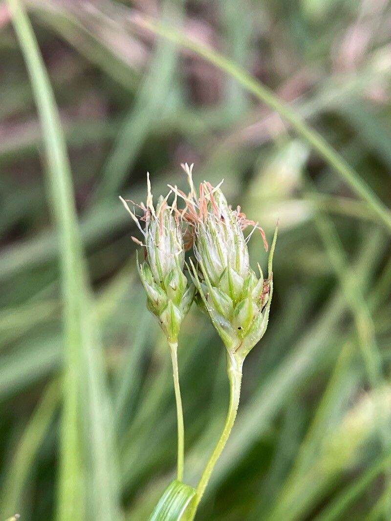 Carex phalaroides — houseplant care guide