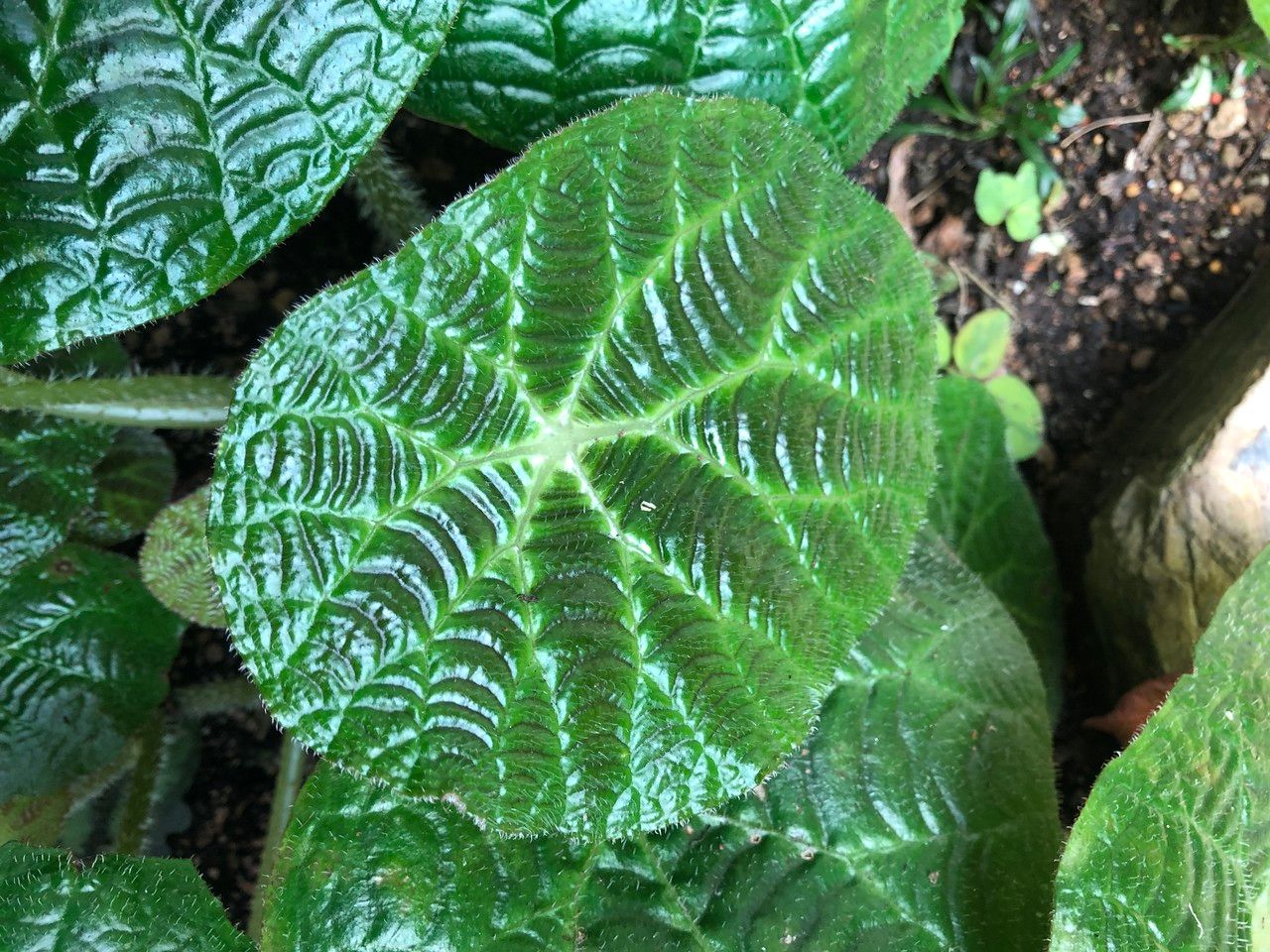 Begonia paulensis — search result for 'Begonia'