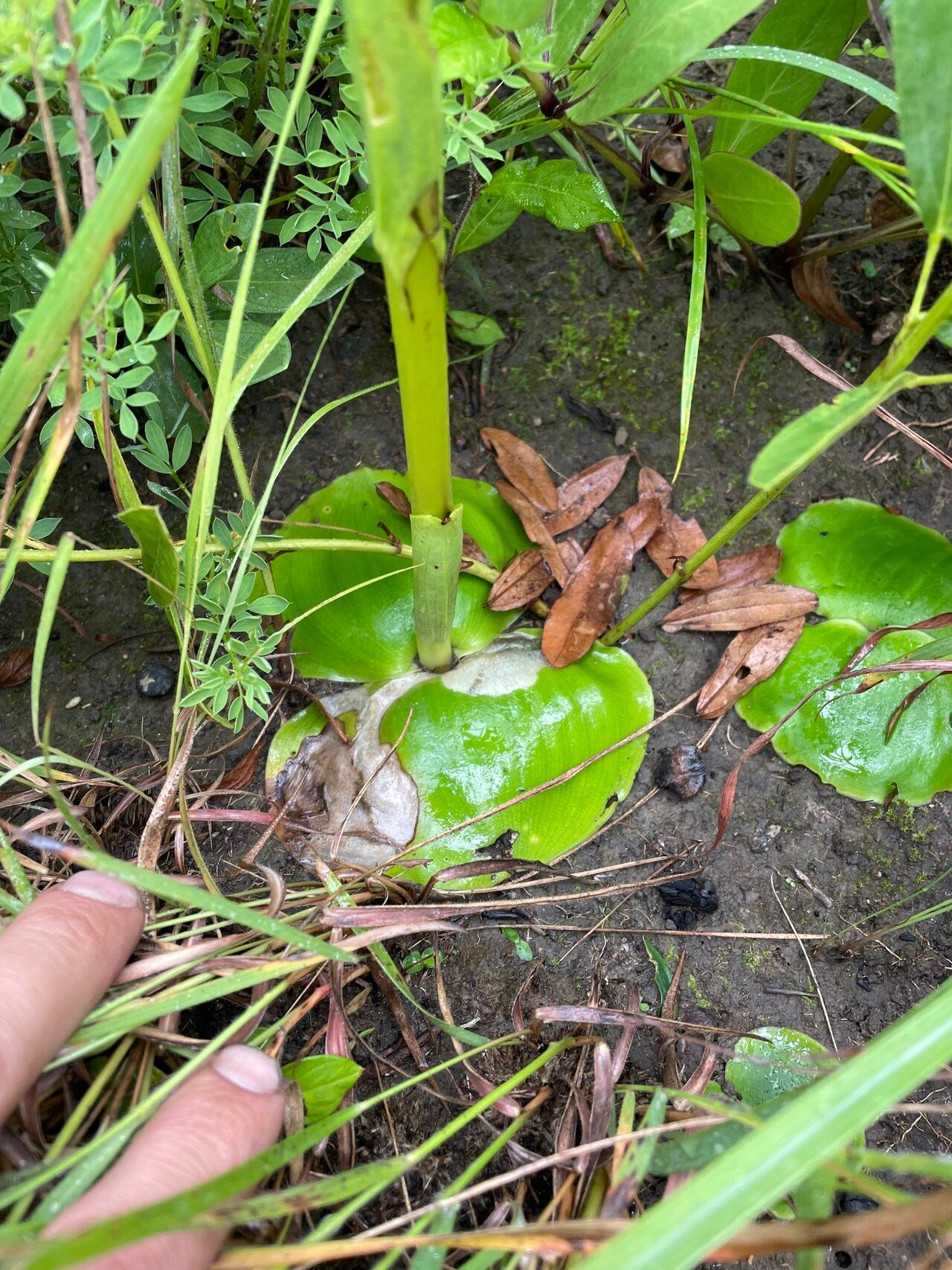 Habenaria adolphi — related species from the same genus