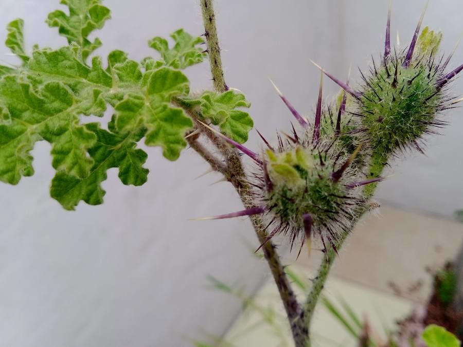 Solanum heterodoxum leaf
