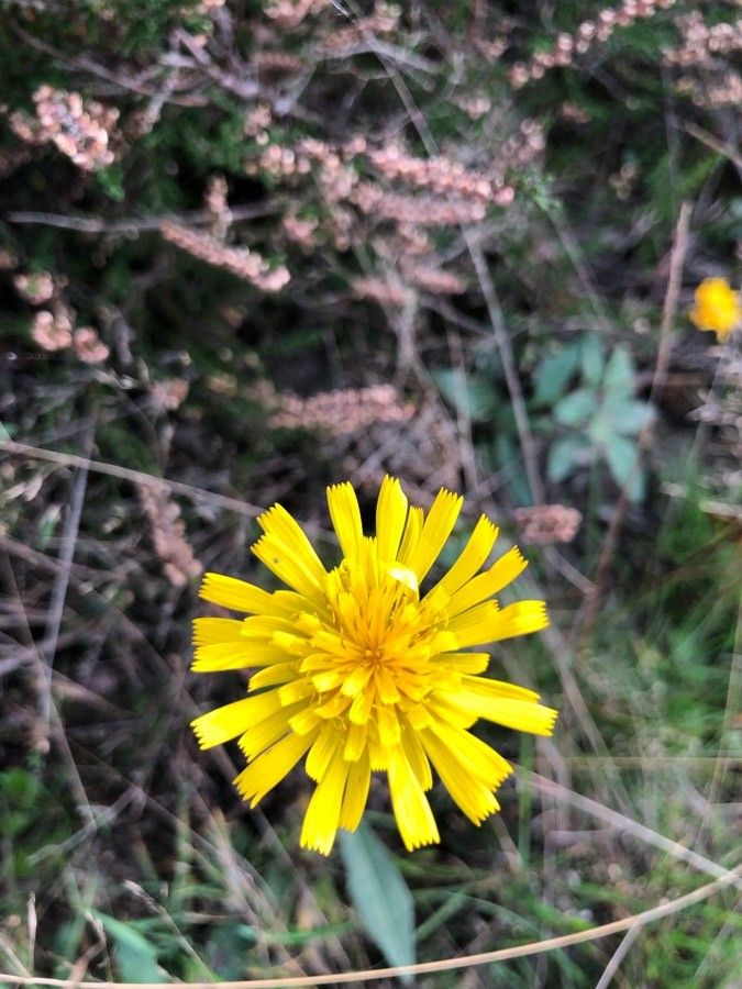 Hieracium umbellatum flower