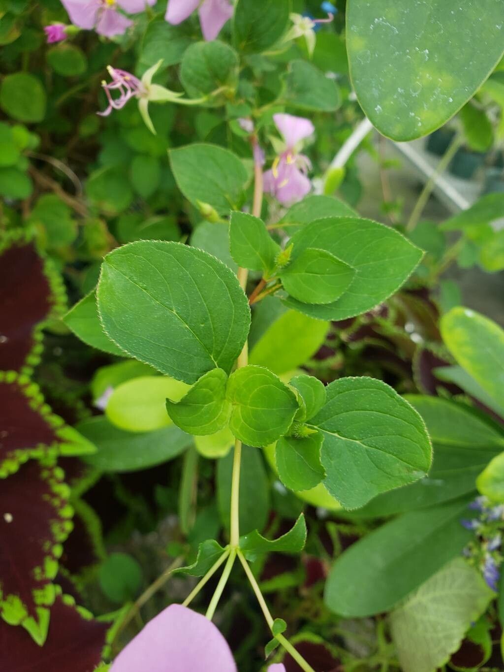 Heterocentron suffruticosum leaf