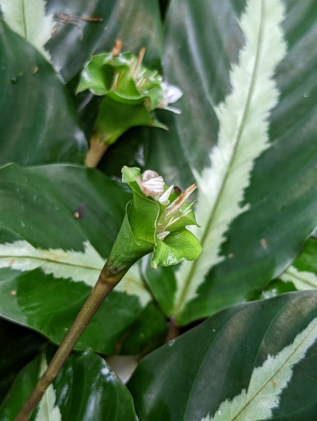 Goeppertia undulata flower