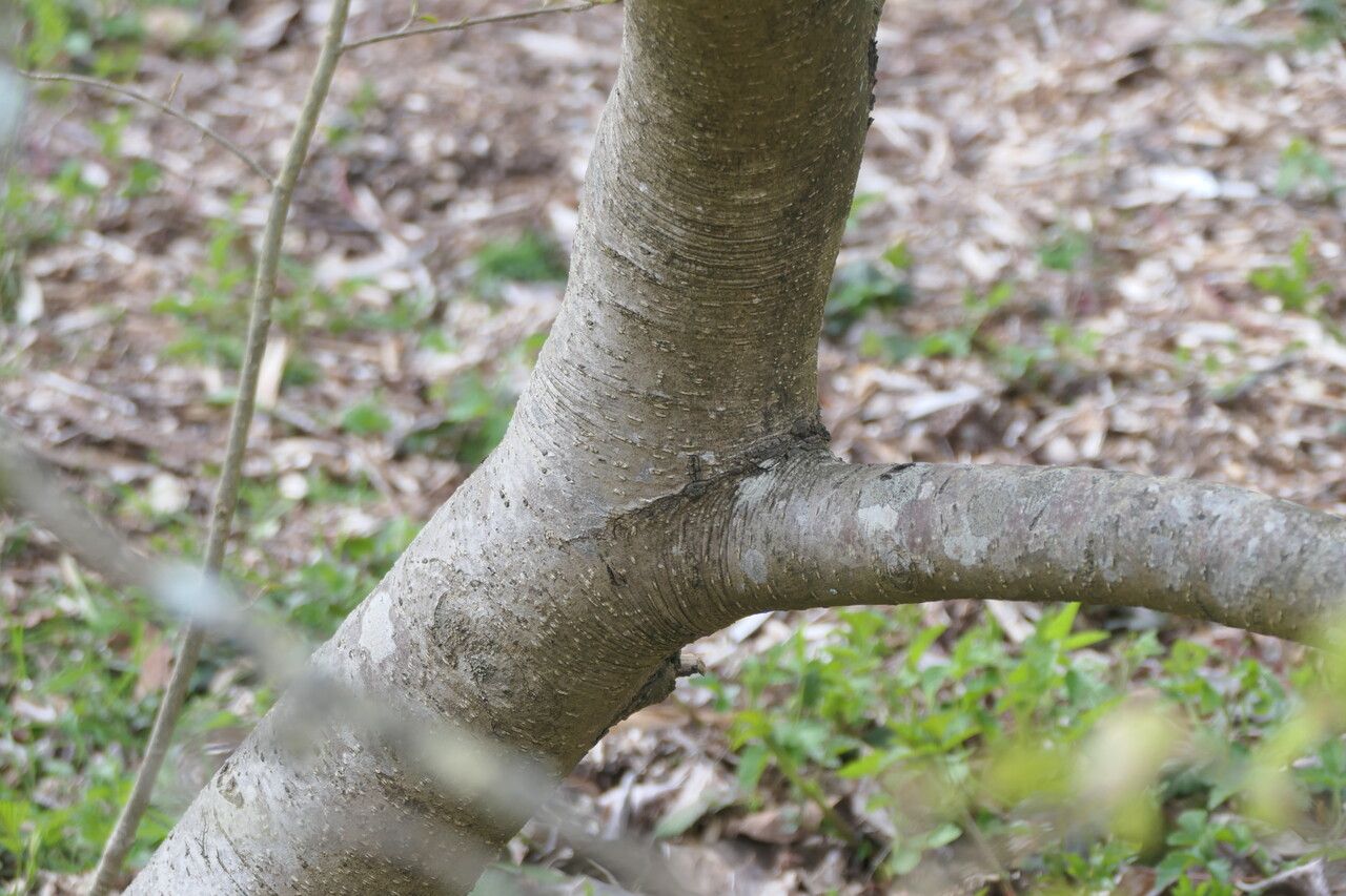 Parrotiopsis jacquemontiana bark