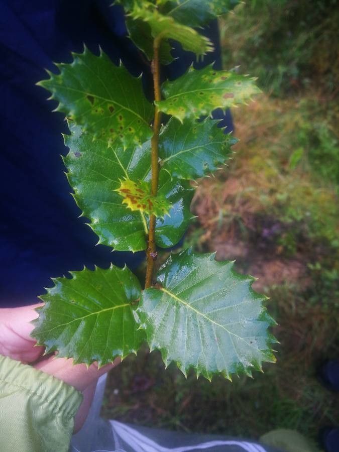 Quercus x auzandri — houseplant care guide