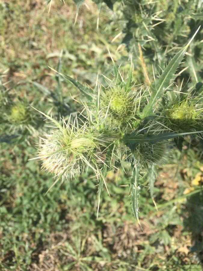 Cirsium glabrum flower