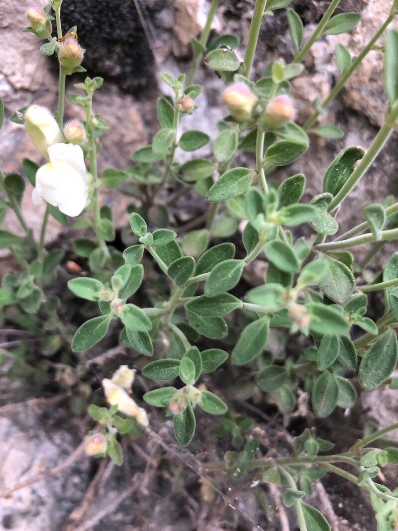 Antirrhinum pulverulentum — search result for 'Antirrhinum'