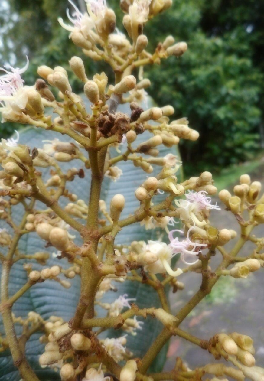 Miconia biglandulosa fruit