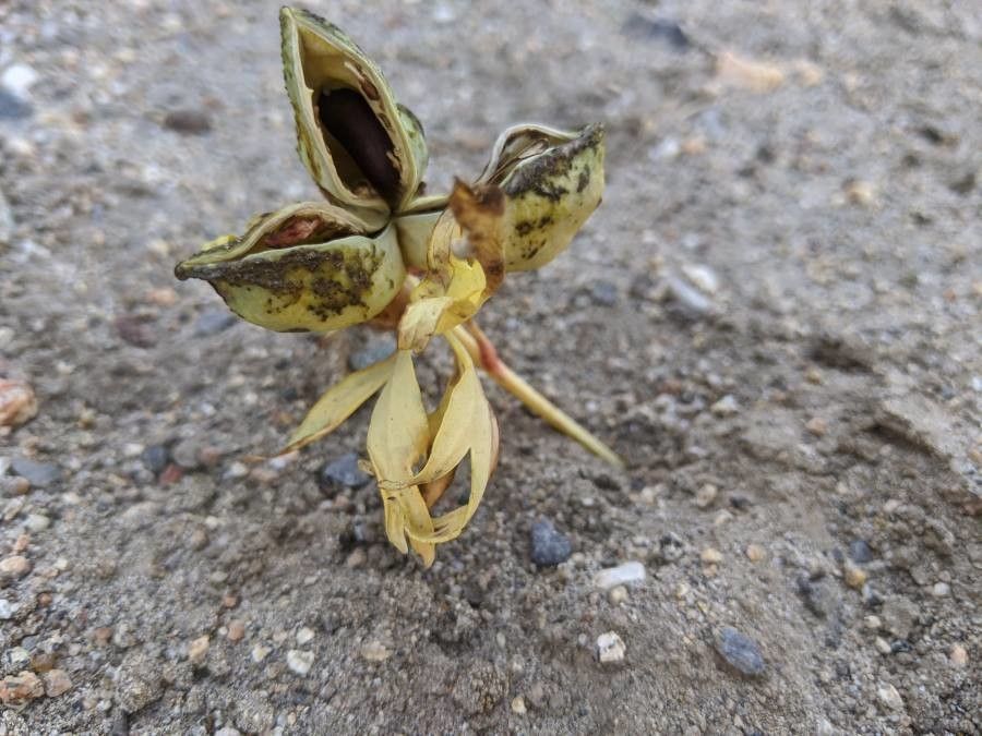 Asclepias subulata — search result for 'Asclepias'