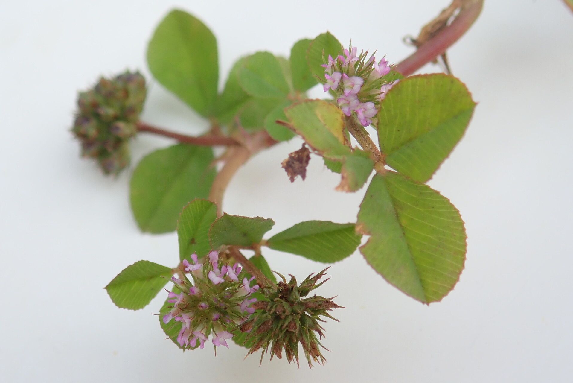 Trifolium baccarinii — houseplant care guide