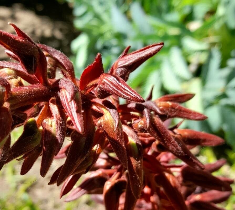 Melianthus major flower