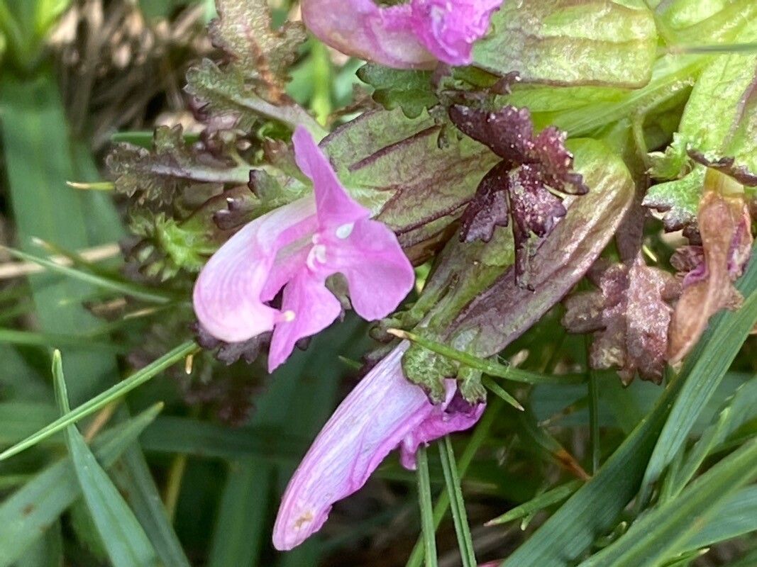 Pedicularis palustris flower