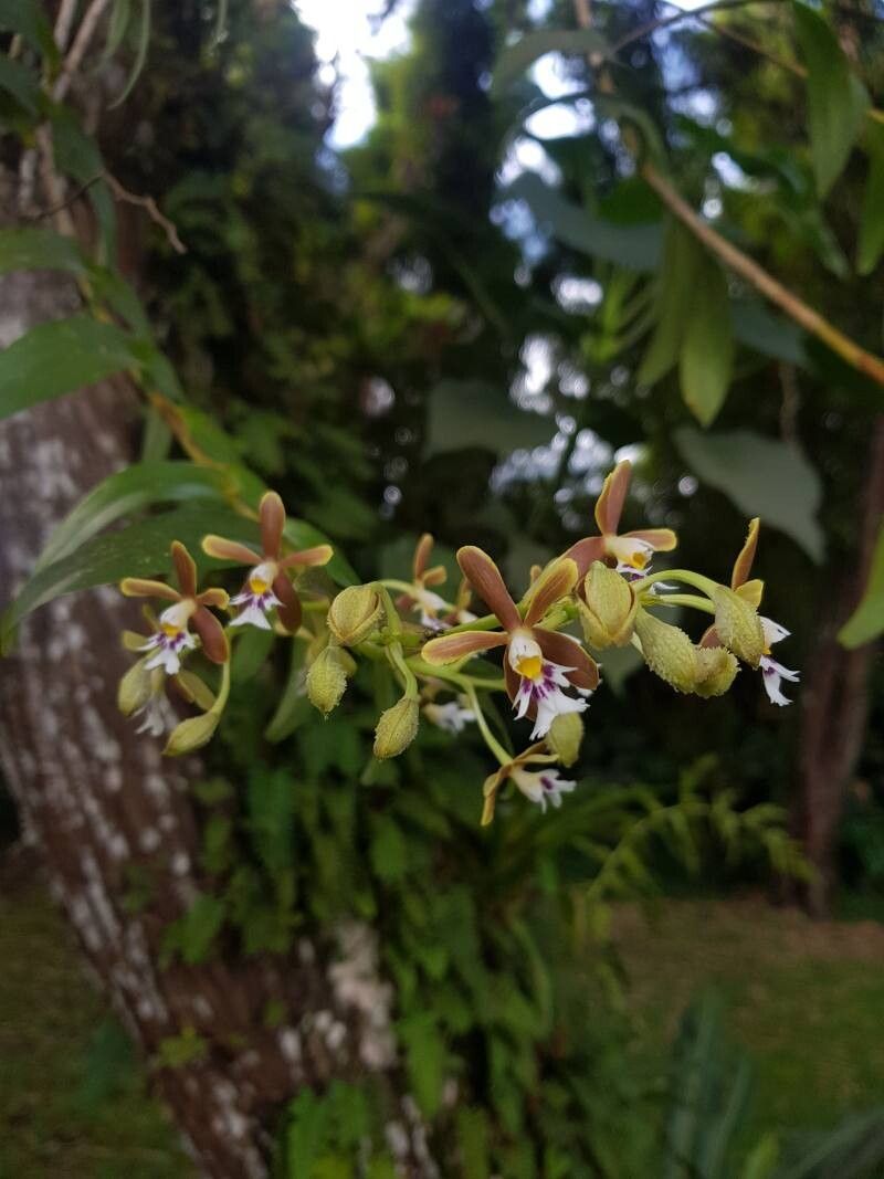 Epidendrum exasperatum — search result for 'Epidendrum'