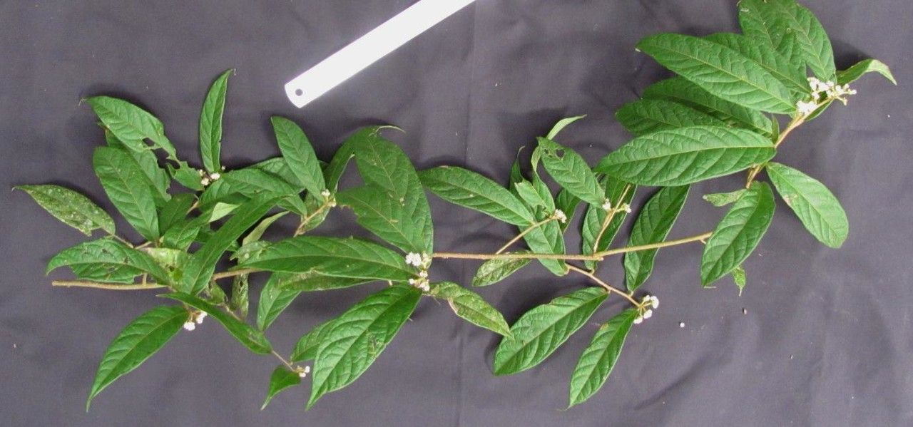 Dichapetalum reliquum other