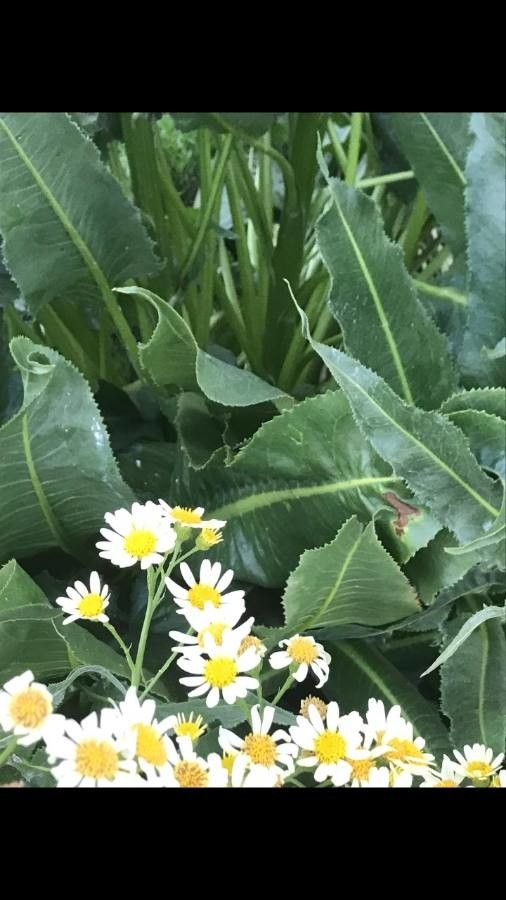 Wyethia helianthoides — houseplant care guide