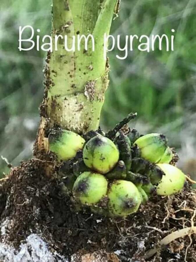 Biarum pyrami bark