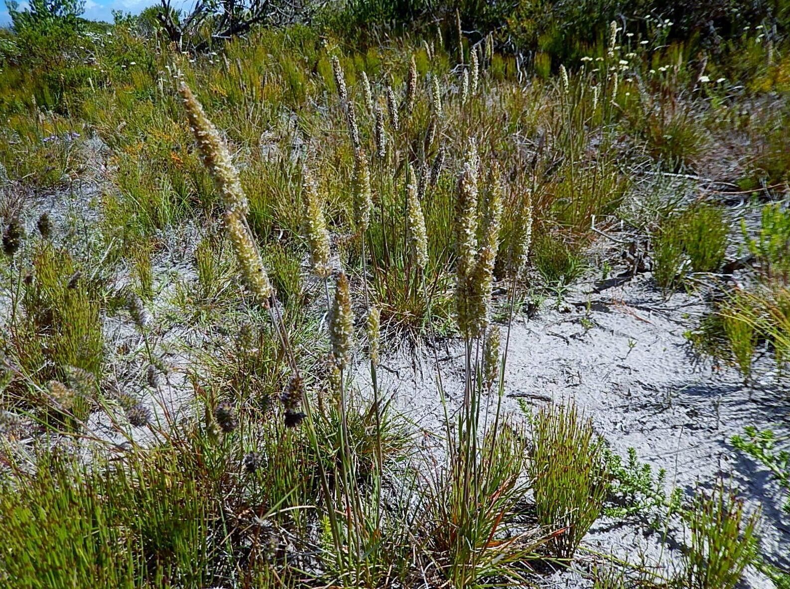 Koeleria capensis habit