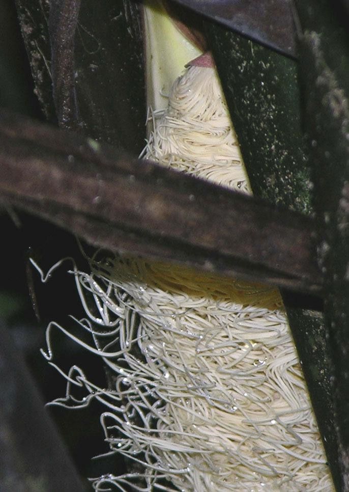 Carludovica rotundifolia bark