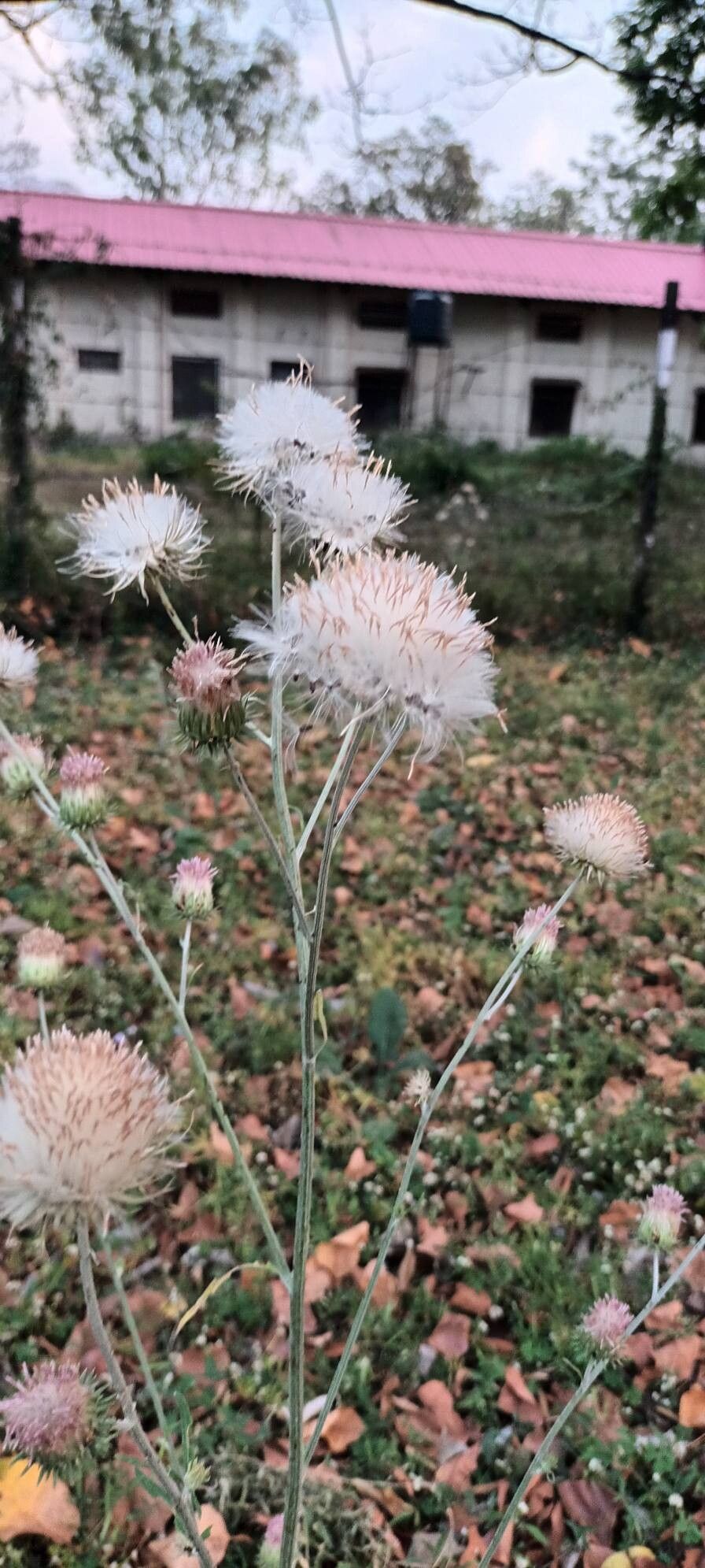 Jurinea heteromalla flower