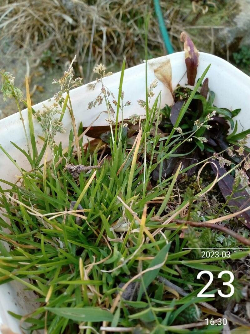 Hierochloe australis flower