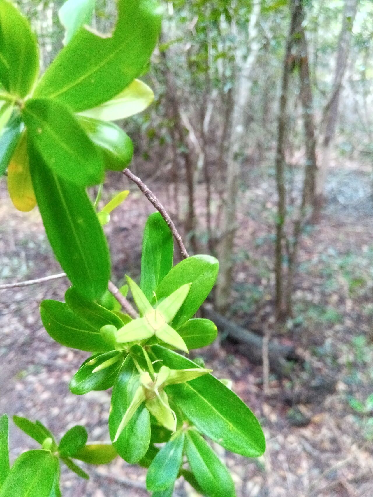 Foetidia dracaenoides — houseplant care guide