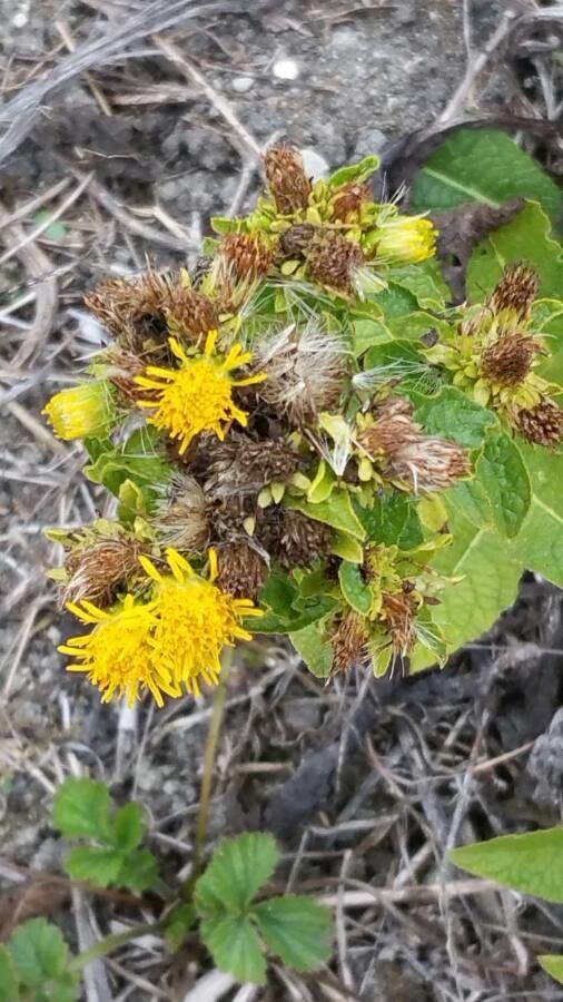 Pentanema bifrons flower