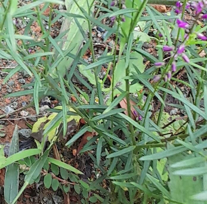 Polygala paniculata leaf