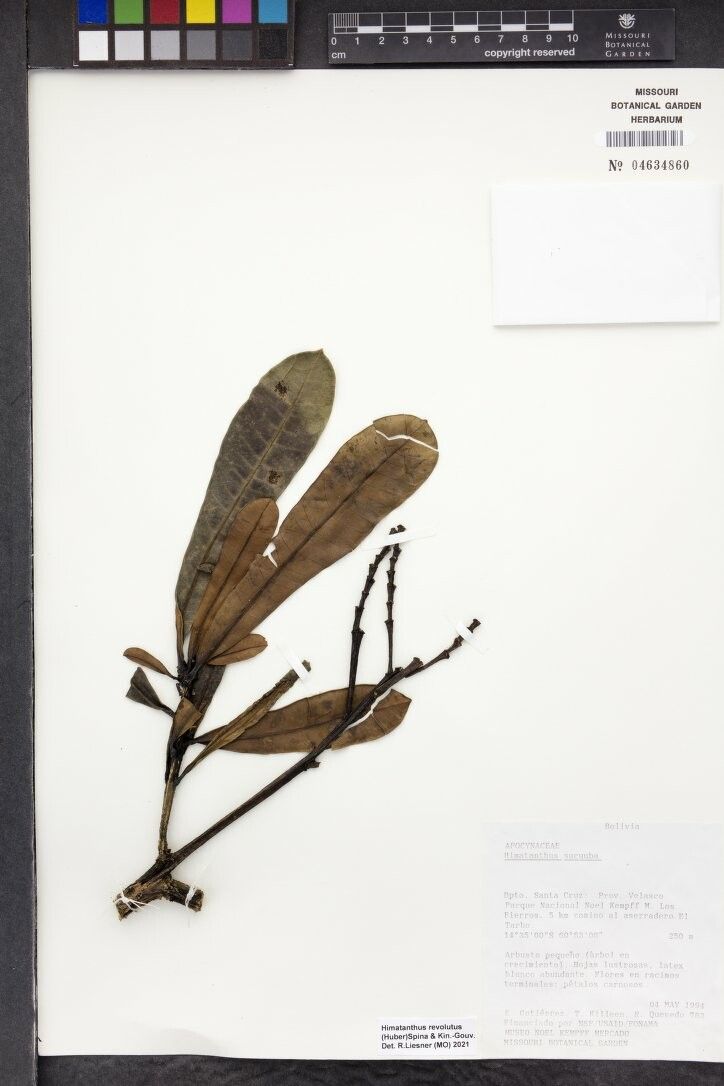 Himatanthus revolutus — search result for 'Himatanthus'