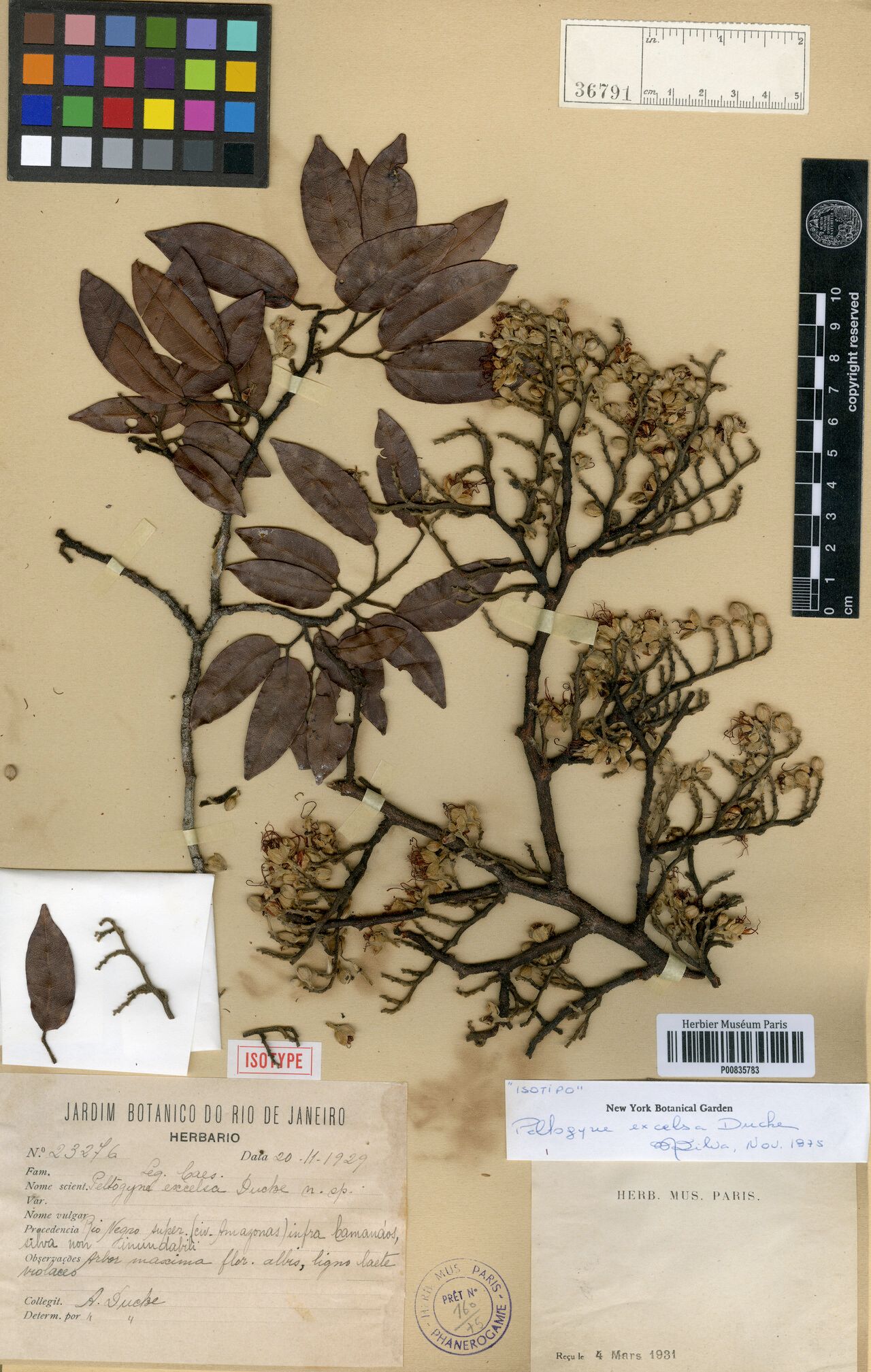 Peltogyne excelsa — related species from the same genus