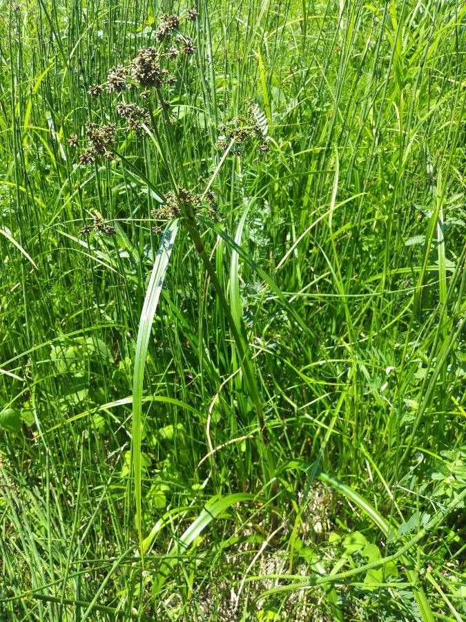 Scirpus microcarpus flower