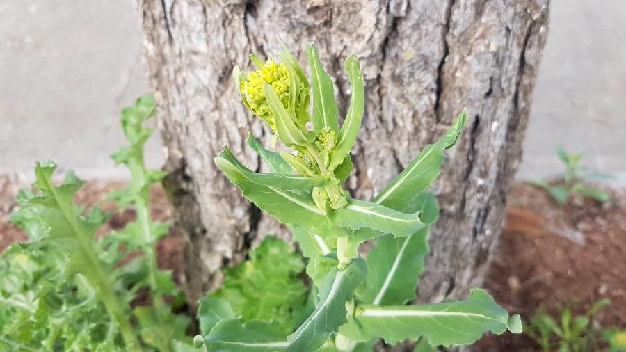 Myagrum perfoliatum flower