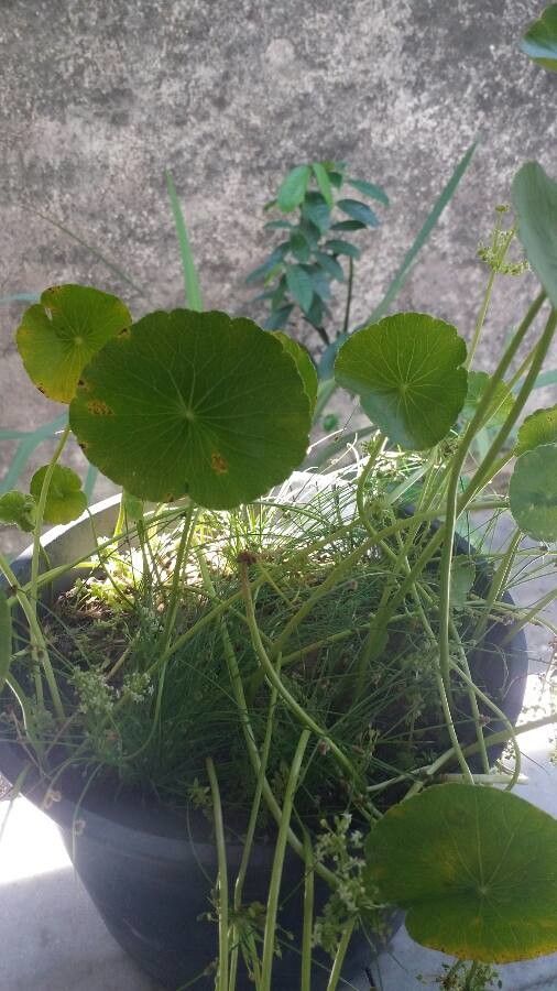 Hydrocotyle americana flower
