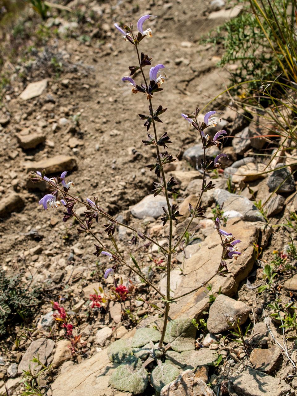 Salvia veneris habit