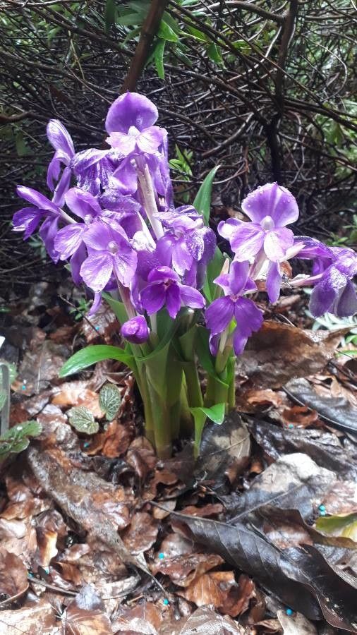 Roscoea humeana — search result for 'Zingiberaceae'
