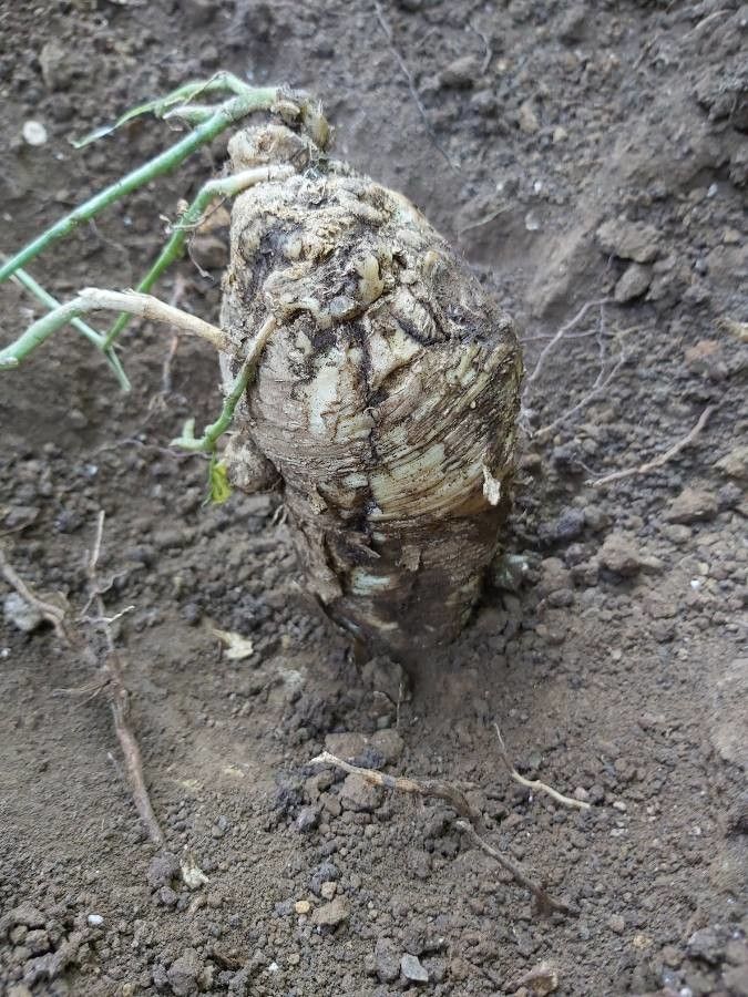 Dioscorea elephantipes fruit
