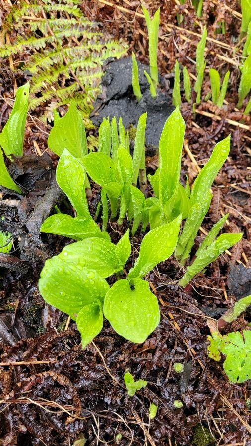 Hosta sieboldii leaf