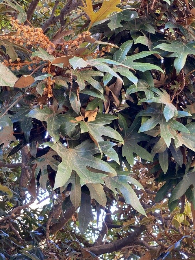 Oreopanax dactylifolius fruit