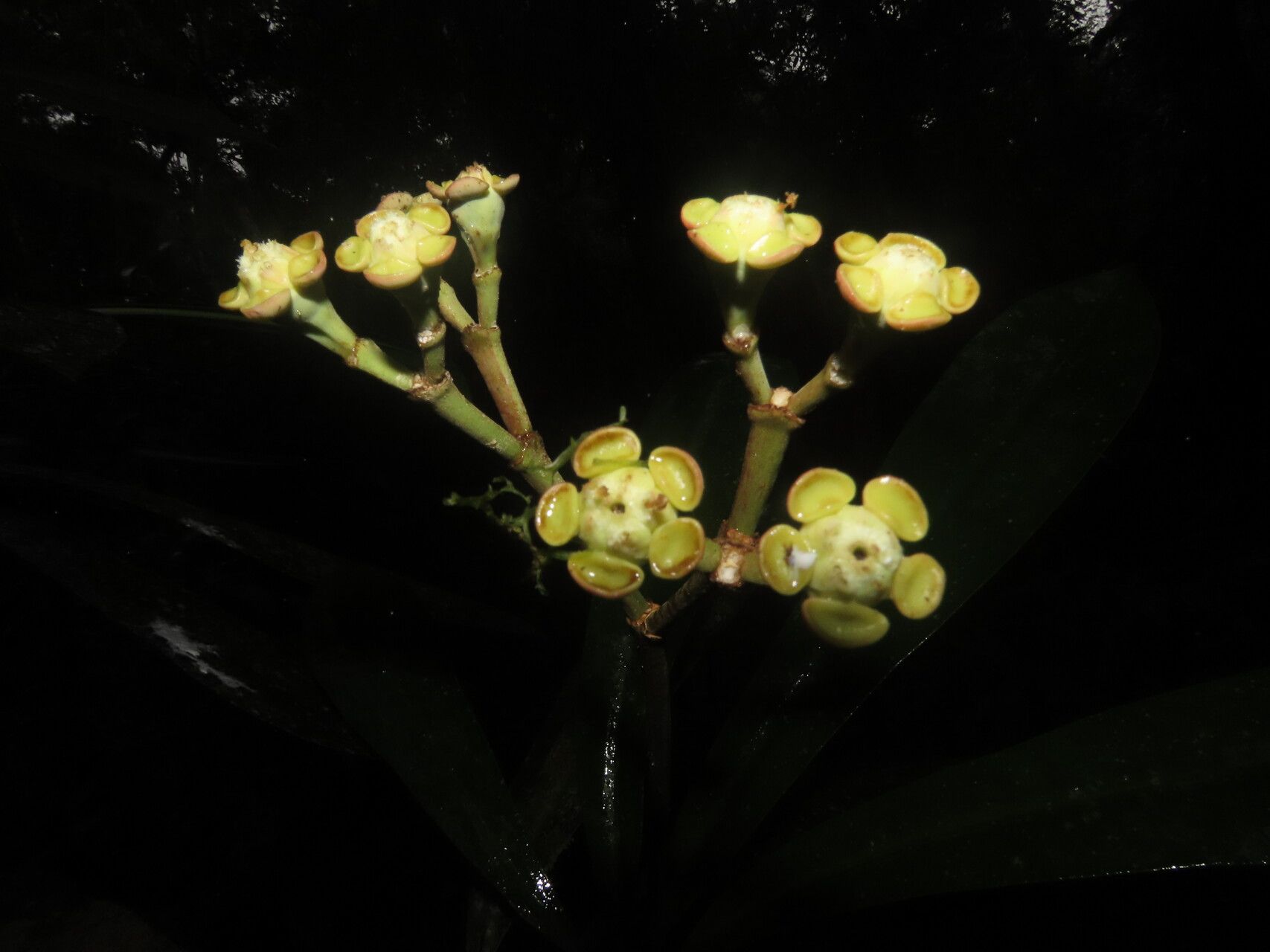 Euphorbia sinclairiana flower