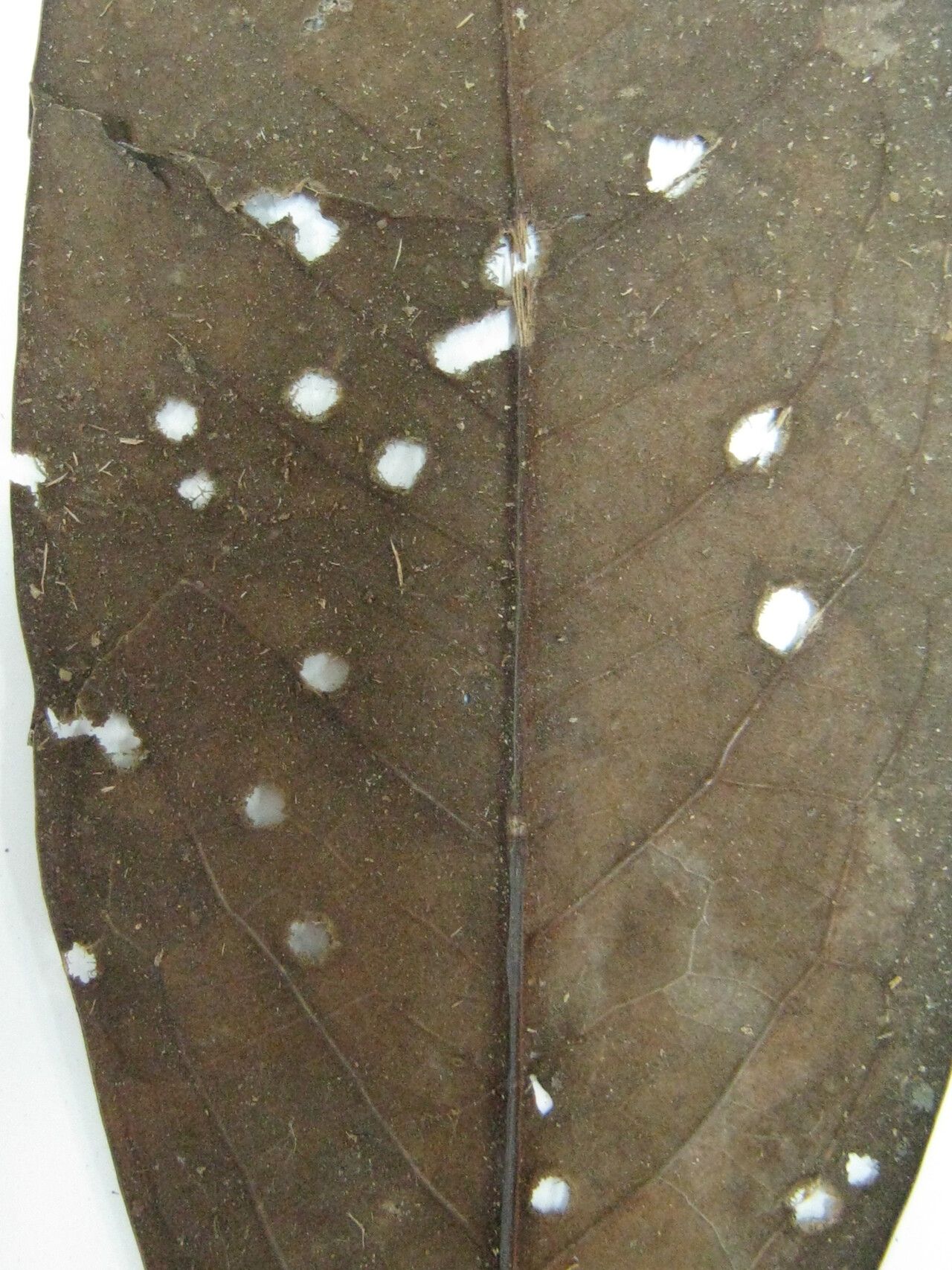 Licaria rufotomentosa — houseplant care guide