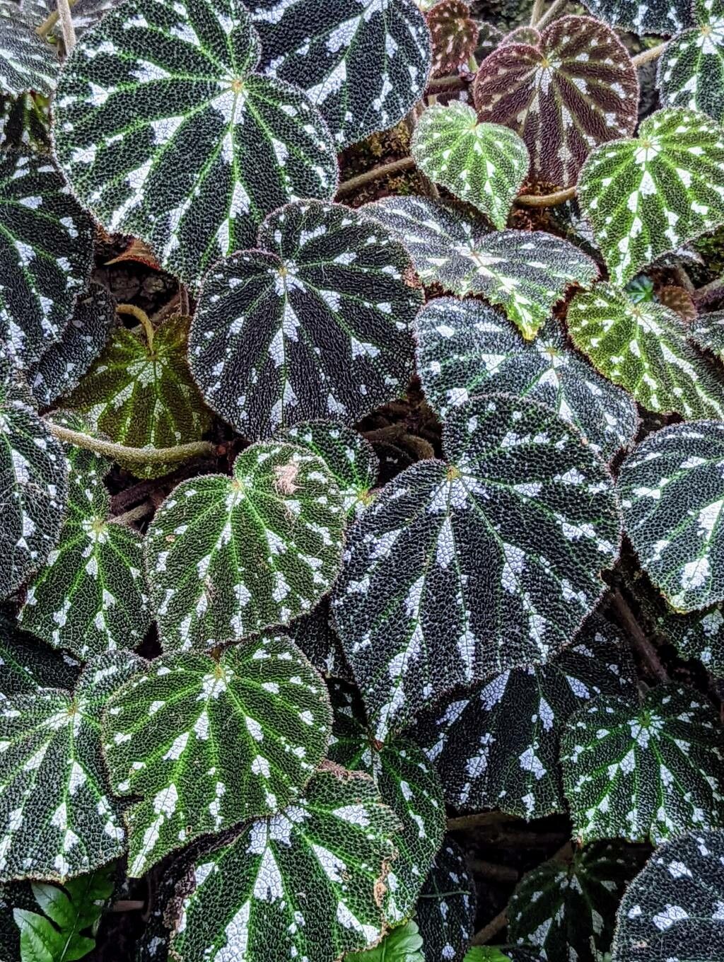 Begonia pustulata leaf