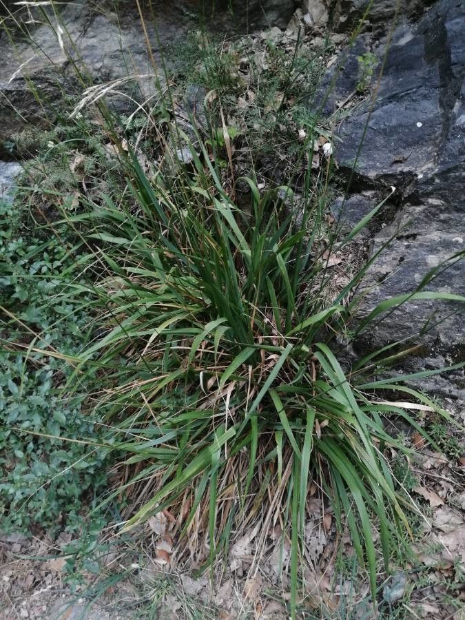 Piptatherum paradoxum